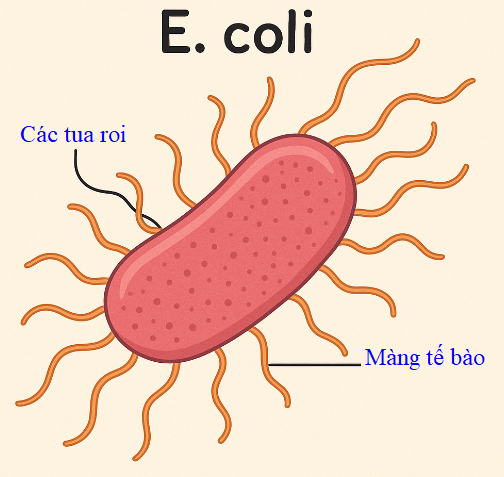 Hình minh họa câu hỏi